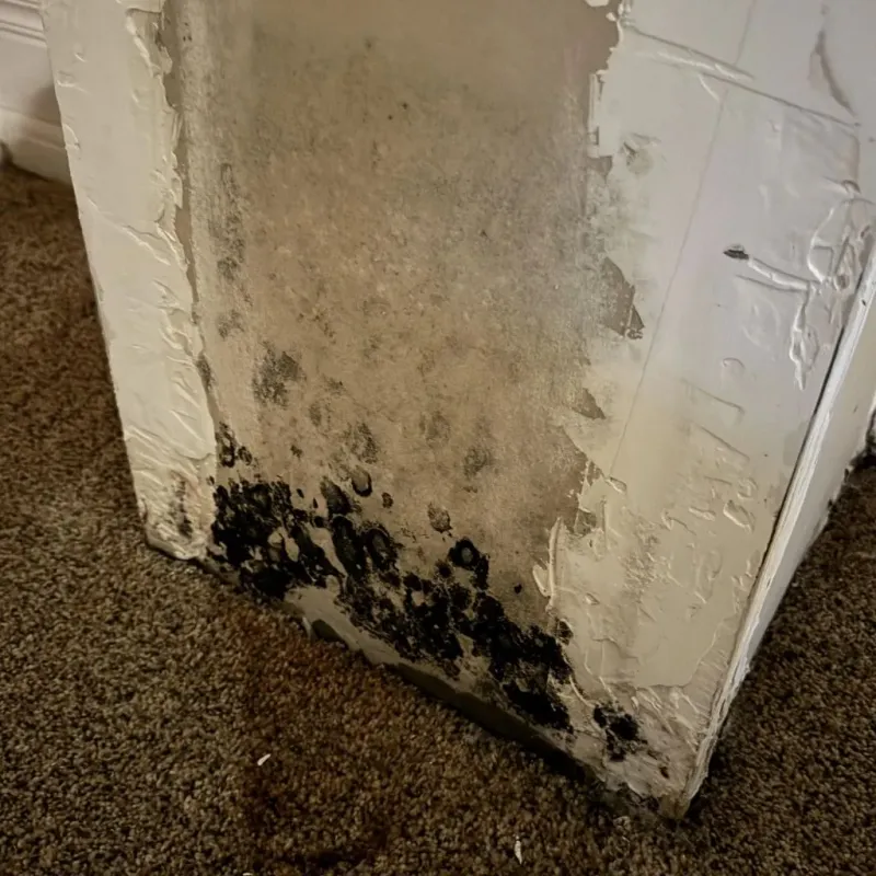 Professional Mold Removal in Bridgeport, OH